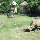 bali-safari-rhino02