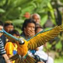 The-Amazing-Bali-Bird-Park