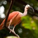 bali-bird-hang-on-the-tree