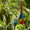 bali-bird-park-attraction