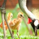 bali-bird-park-birdies