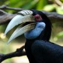 bali-bird-park-black-bird