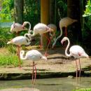 bali-bird-park-flaminggo-bird