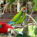 bali-bird-park