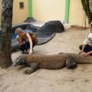 bali-reptile-park-komodo