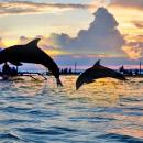 bali-dolphin-watching-lovina-2