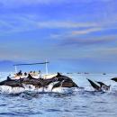 bali-dolphin-watching-lovina-3