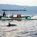 bali-dolphin-watching-lovina-5