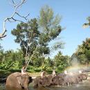 bali-elephant-camp-8