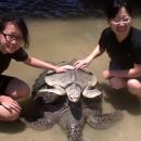 bali-watersport-turtle1