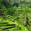 06-bali-tour-package-tegalalang-rice-terrace