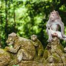 08-bali-tour-package-ubud-monkey-forest