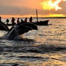 10-bali-tour-package-dolphin-at-lovina