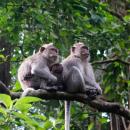 balirafting-ubudtour08