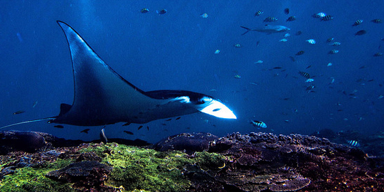 Snorkeling Nusa Penida Bali